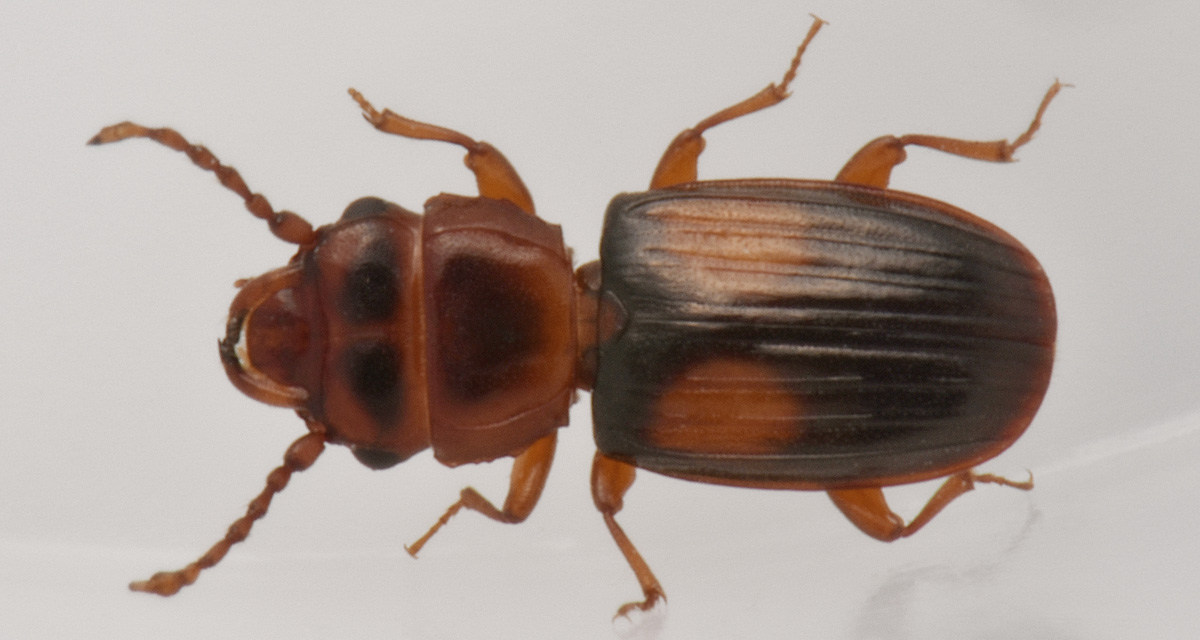 Laemophloeidae: Laemophloeus monilis